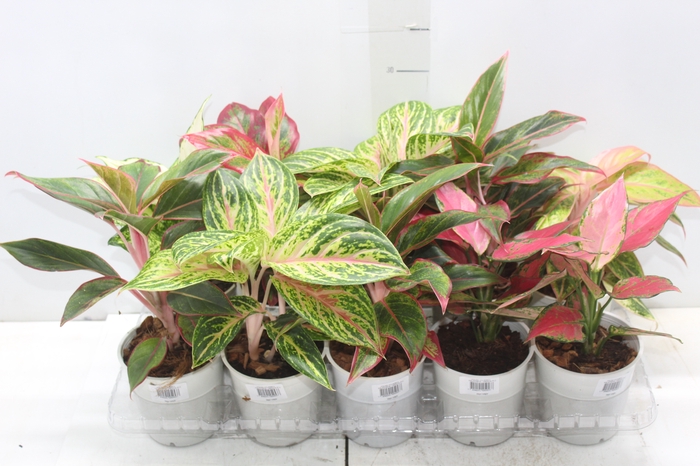<h4>AGLAONEMA VARIADA P12</h4>