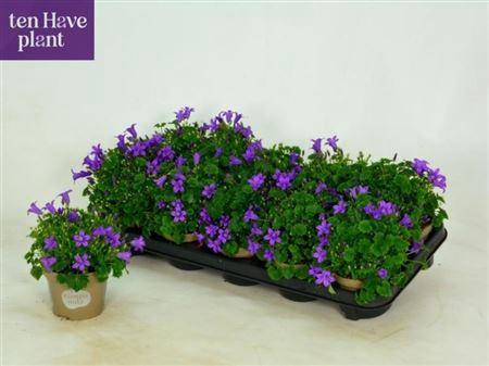 <h4>Campanula Porto Longlife</h4>