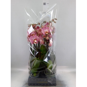 Phalaenopsis ...