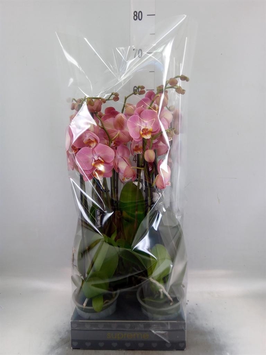 <h4>Phalaenopsis ...</h4>