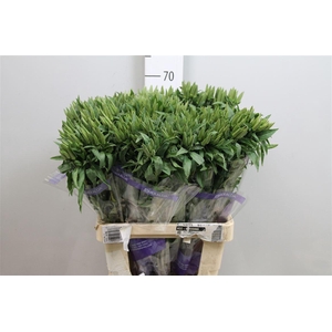 Clarkia Am Gr Red