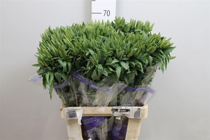 <h4>Clarkia Am Gr Red</h4>