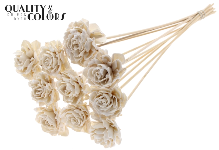 Shola Dahlia 6cm on stem Wax White