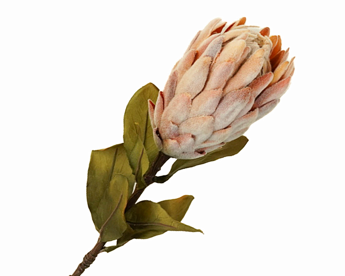 <h4>Protea Brown</h4>