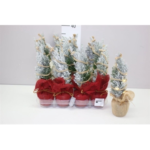 Chamaecyparis La Ellwoodii Snow In Jute Mix Met Le