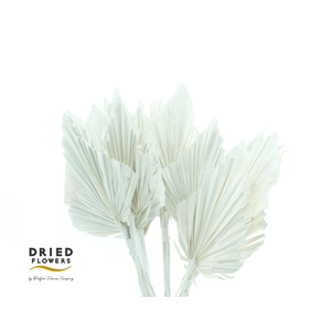 Dried Palm Spear Small White