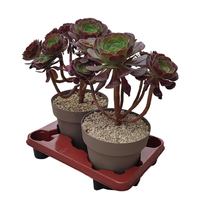 Aeonium Arboreum