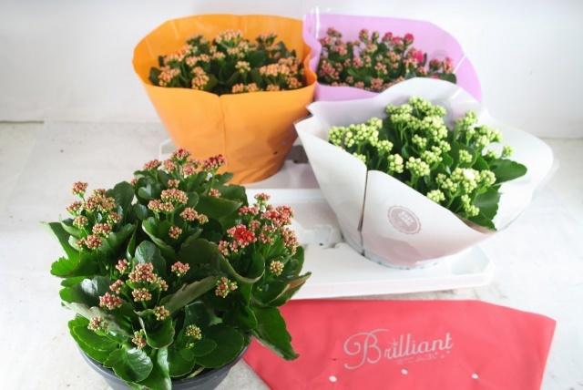 <h4>KAL GE GEM 4 KL</h4>