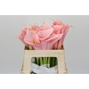 Zantedeschia Eydolls Salmon