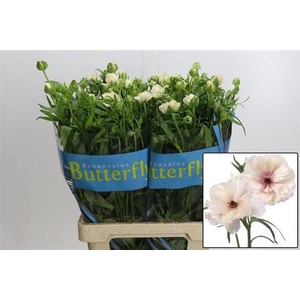 Ran Butterfl Ariadne