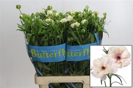 <h4>Ran Butterfl Ariadne</h4>