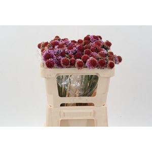 Scab At F Bicolor Pink