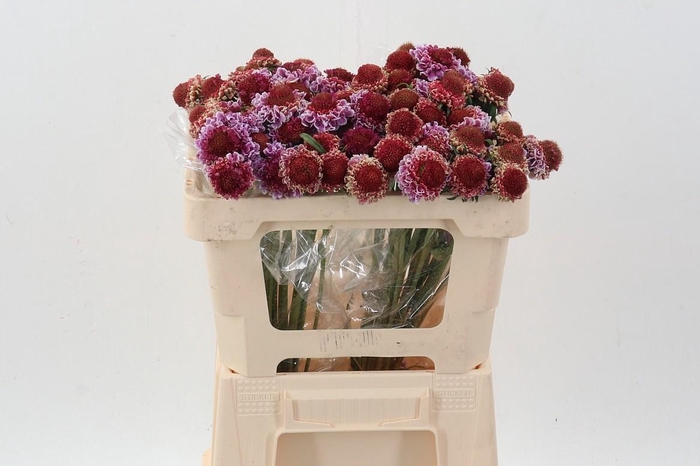 <h4>Scab At F Bicolor Pink</h4>