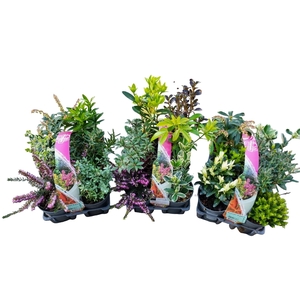 Heester 6-pack