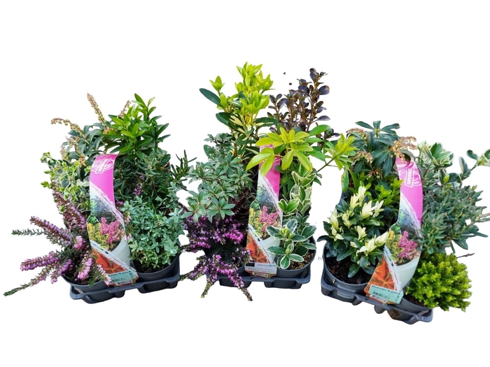 <h4>Heester 6-pack</h4>