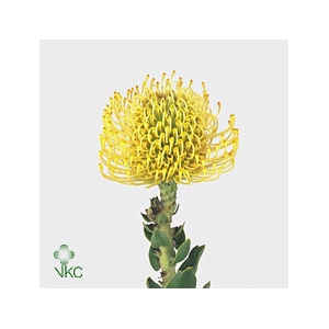Leucospermum High Gold