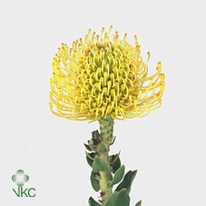 <h4>Leucospermum High Gold</h4>