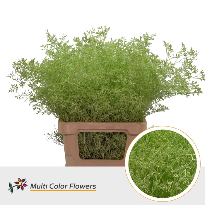 <h4>Limonium Beltlaard Mint</h4>