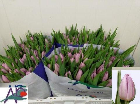 <h4>TU EN CANDY PRINCE</h4>