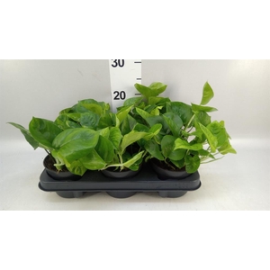 Epipremnum pinn. 'Global Green'