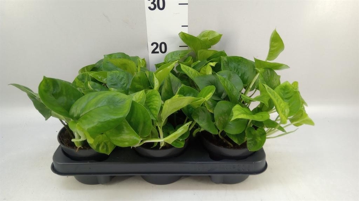 <h4>Epipremnum pinn. 'Global Green'</h4>