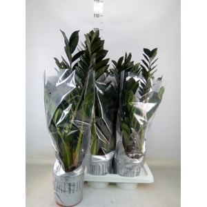 Zamioculcas zamiifolia 'Super Nova'