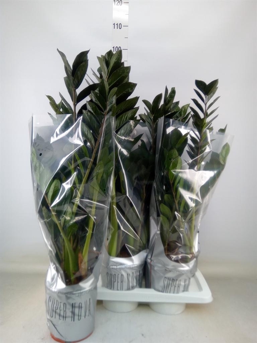 <h4>Zamioculcas zamiifolia 'Super Nova'</h4>