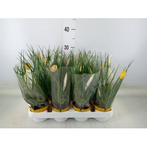 Tillandsia cyanea 'Biancini'