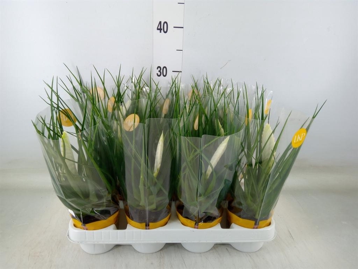 <h4>Tillandsia cyanea 'Biancini'</h4>