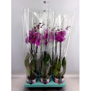 Phalaenopsis   ...