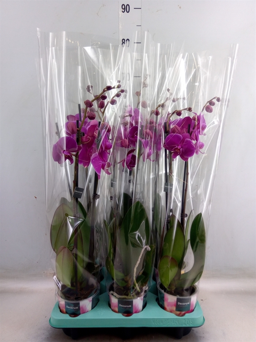 <h4>Phalaenopsis   ...</h4>