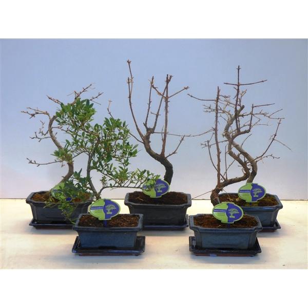 <h4>Bonsai mix outdoor, 20cm., shape, with drip tray - Partly without leaves during winter</h4>