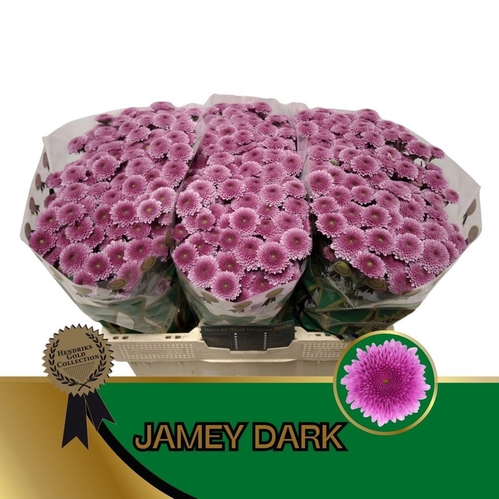 <h4>CHR S JAMEY DARK</h4>