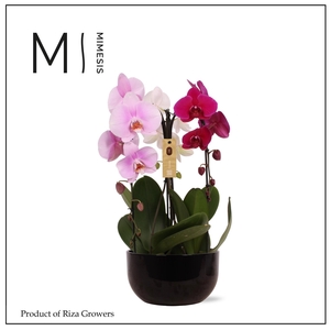Phalaenopsis Arrangement Crown Carnaval 3 spike – 26cm in Saskia Black | Mimesis