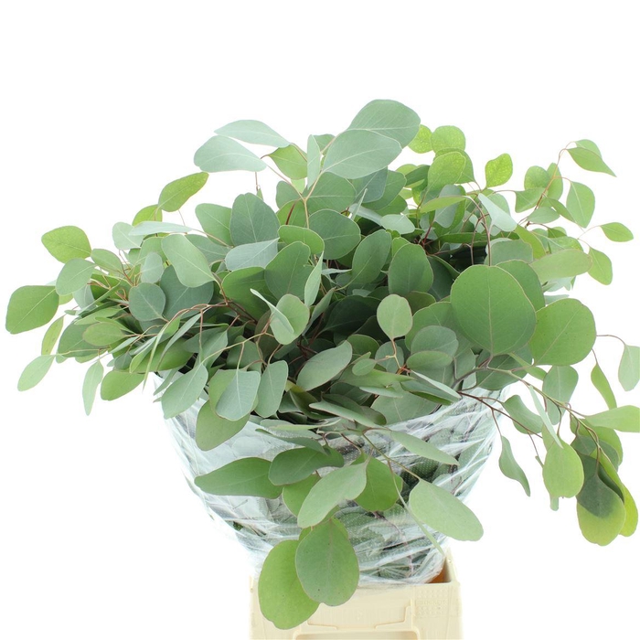 Euca Populus Long 300gr Super