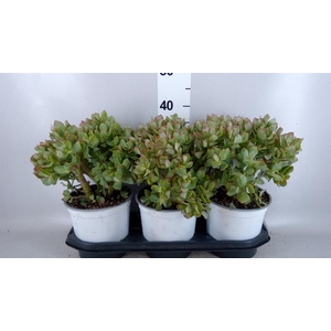 Crassula arborescens