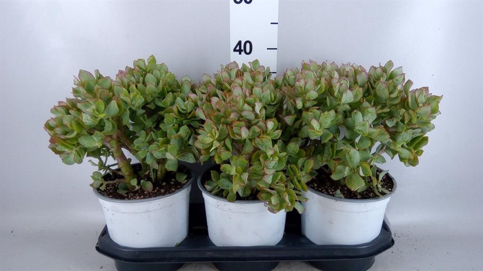 <h4>Crassula arborescens</h4>