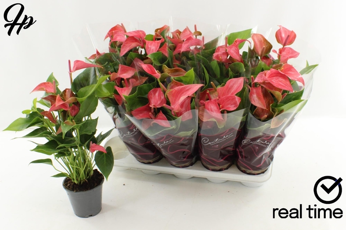 <h4>ANTHU FL ROMANTICO</h4>