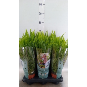 Nephrolepis exal. 'Green Lady'