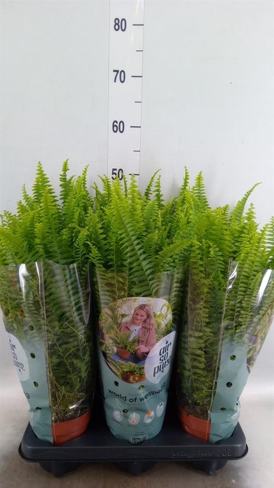 <h4>Nephrolepis exal. 'Green Lady'</h4>