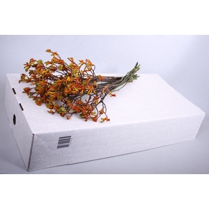 Anigozanthos Bush Sunset