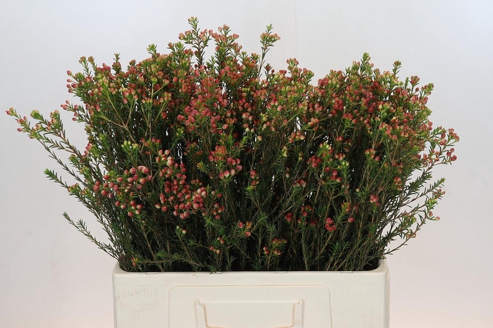 <h4>Chamelaucium Adi</h4>