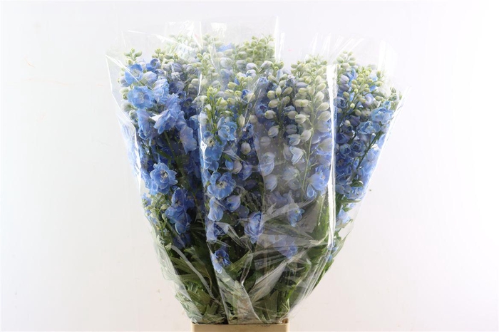 <h4>Delph Ov Light Bleu</h4>