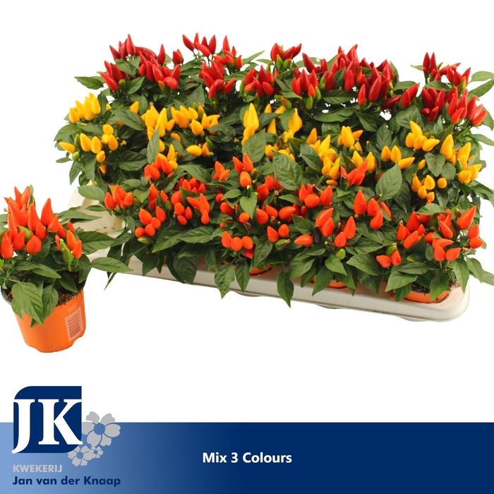 <h4>Capsicum gemengd</h4>