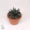 Agave victoriae-reginae