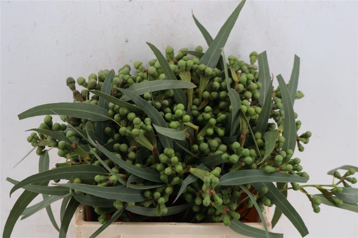 Euca Berry Short 35cm P Bunch