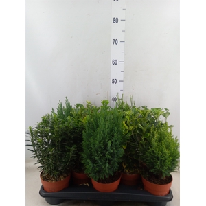 Conifers and Shrubs   ...mix