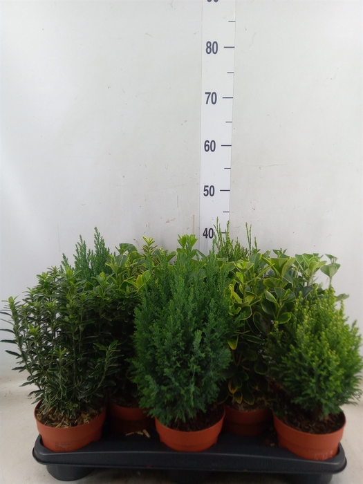 <h4>Conifers and Shrubs   ...mix</h4>