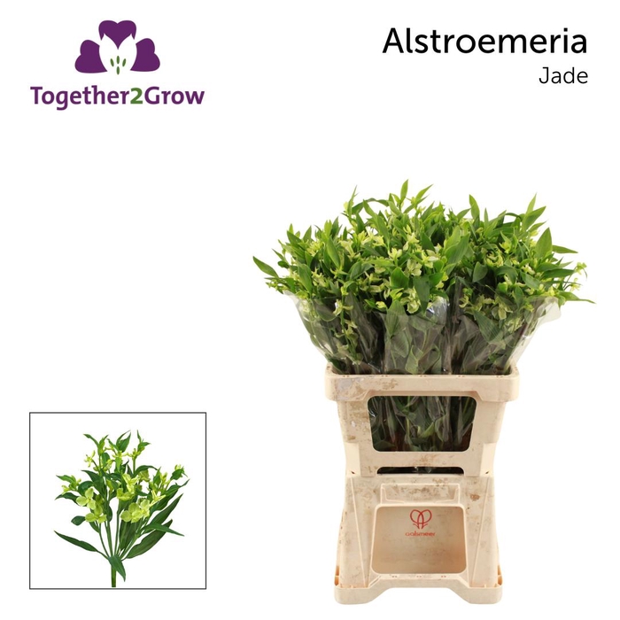 <h4>ALST FL JADE</h4>