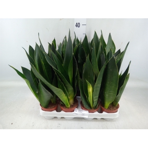 Sansevieria trifa.   ...